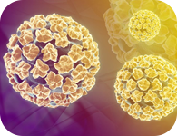 Human Papilloman Virus (HPV) gây ú nhú sùi mào gà