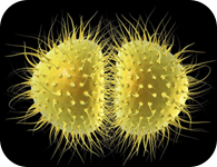 Song cầu khuẩn Neisseria Gonorrhoeae gây bệnh lậu